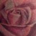 Tattoos - Pink rose - 75805